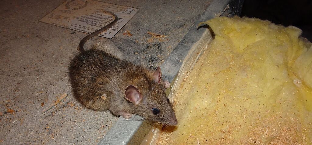 rat among wires